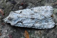 Lithophane ornitopus