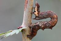 Selenia dentaria
