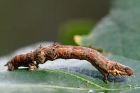 Selenia dentaria