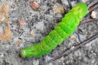 Phlogophora meticulosa