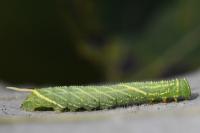 Laothoe populi