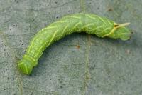 Laothoe populi