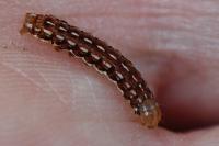 Lycophotia porphyrea