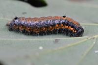 Clostera pigra