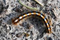 Lasiocampa quercus quercus