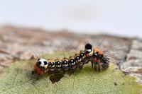 Acronicta tridens