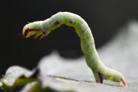 Macaria notata