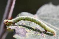 Macaria notata