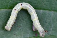 Macaria notata