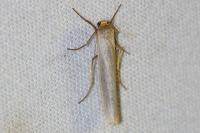 Eilema caniola
