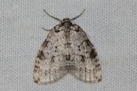 Epirrita