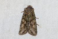 Dryobotodes eremita
