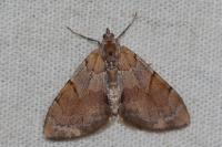 Pennithera firmata firmata