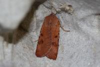 Agrochola lychnidis