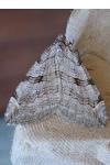 Aplocera plagiata