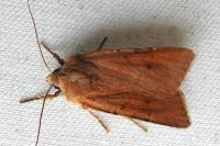 Agrochola lychnidis