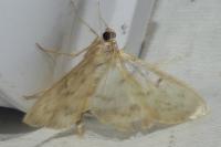 Patania ruralis