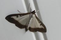 Cydalima perspectalis