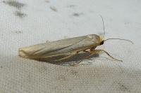 Eilema caniola