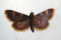 Hypsopygia costalis