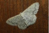 Scopula marginepunctata