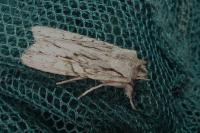 Lithophane leautieri