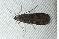 Nomophila noctuella