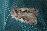 Xestia c-nigrum