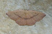 Cyclophora puppillaria