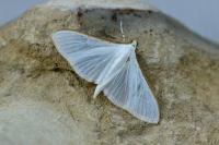 Palpita vitrealis