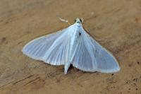 Palpita vitrealis