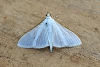 Palpita vitrealis