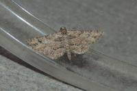 Gymnoscelis rufifasciata