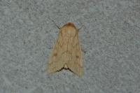 Mythimna vitellina