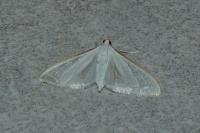 Palpita vitrealis