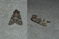 Polymixis lichenea