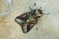 Allophyes oxyacanthae