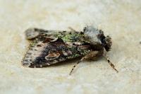 Allophyes oxyacanthae