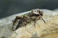 Allophyes oxyacanthae