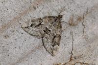 Thera juniperata