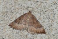 Larentia clavaria