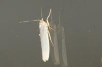 Eilema caniola
