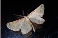 Isturgia miniosaria
