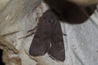 Aporophyla lueneburgensis