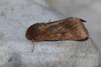 Helicoverpa armigera