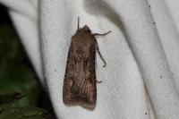 Agrotis segetum