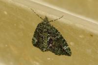 Chloroclysta siterata