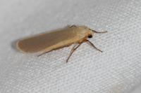 Katha depressa