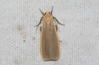 Katha depressa