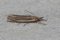 Crambus pascuella